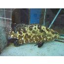 Epinephelus polyphekadion (Bleeker, 1849)