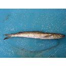 Saurida macrolepis Tanaka, 1917