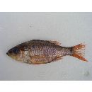 Ostorhinchus notatus (Houttuyn, 1782)