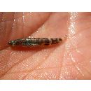 Chaenogobius gulosus (Sauvage, 1882)