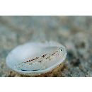 Grallenia lipi Shibukawa et Iwata, 2007