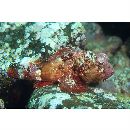 Scorpaenopsis cotticeps Fowler, 1938