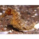 Hippocampus mohnikei Bleeker, 1854