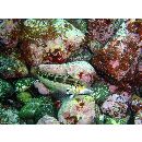 Parapercis snyderi Jordan et Starks, 1905