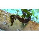 Hippocampus mohnikei Bleeker, 1854