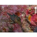 Canthigaster solandri (Richardson, 1845)