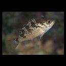 Sebastes thompsoni (Jordan et Hubbs, 1925)