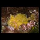 Antennatus rosaceus (Smith et Radcliffe, 1912)