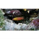 Liopropoma tonstrinum Randall et Taylor, 1988