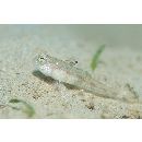 Gobiidae, indeterminate genus et species