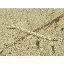 Cosmocampus banneri (Herald et Randall, 1972)