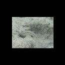 Oxyurichthys papuensis (Valenciennes, 1837)