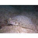 Gobiidae, indeterminate genus et species