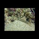 Istigobius campbelli (Jordan et Snyder, 1901)