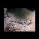 Istigobius campbelli (Jordan et Snyder, 1901)