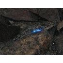 Rhinogobius nagoyae Jordan et Seale, 1906