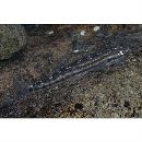 Stiphodon percnopterygionus Watson et Chen, 1998