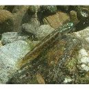 Stiphodon percnopterygionus Watson et Chen, 1998