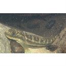 Sicyopterus japonicus (Tanaka, 1909)