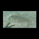 Iniistius baldwini (Jordan et Evermann, 1903)