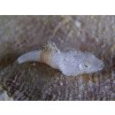 Platycephalidae, indet. gen. & sp