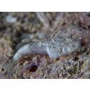 Platycephalidae, indet. gen. & sp