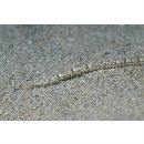 Cosmocampus banneri (Herald et Randall, 1972)