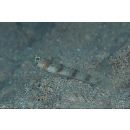 Amblyeleotris masuii Aonuma et Yoshino, 1996