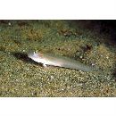 Valenciennea sexguttata (Valenciennes, 1837)