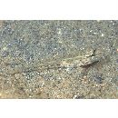 Istigobius goldmanni (Bleeker, 1852)