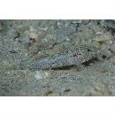 Callogobius sclateri (Steindachner, 1879)