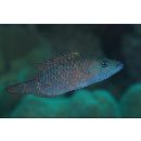 Oxycheilinus unifasciatus (Streets, 1877)