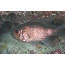 Nectamia bandanensis (Bleeker, 1854)