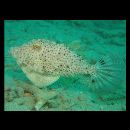 Pseudomonacanthus macrurus (Bleeker, 1856)