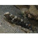 Cryptocentrus maudae Fowler, 1937