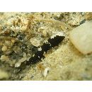 Cryptocentrus maudae Fowler, 1937