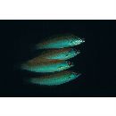 Pseudocoris yamashiroi (Schmidt, 1931)