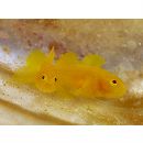 Lubricogobius ornatus Fourmanoir, 1966