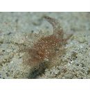 Pteroidichthys amboinensis Bleeker, 1856