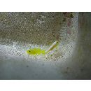 Lubricogobius dinah Randall et Senou, 2001