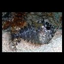 Naso vlamingii (Valenciennes, 1835)