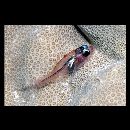 Apogon indicus Greenfield, 2001