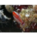 Trimma nasa Winterbottom, 2005