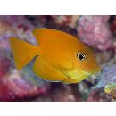 Ctenochaetus tominiensis Randall, 1955