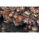 Trimma fasciatum Suzuki, Sakaue et Senou, 2012