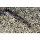 Acentrogobius sp. 1 cf. Acentrogobius cenderawasih Allen et Erdmann, 2012