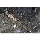 Vanderhorstia sp. 19