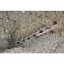 Vanderhorstia sp. 4 of Suzuki in Senou, ed. (2004)