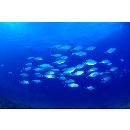 Alepes vari (Cuvier, 1833)