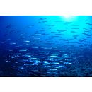 Sphyraena forsteri Cuvier, 1829